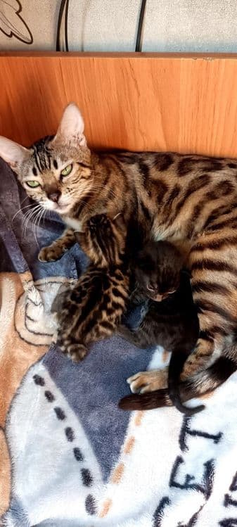 Продаются котята — 1
