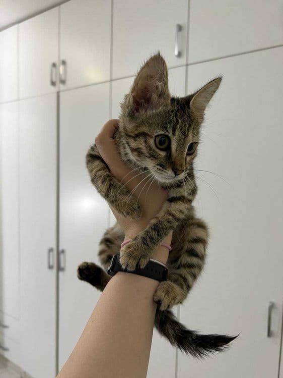 Бенгальский котенок — 1