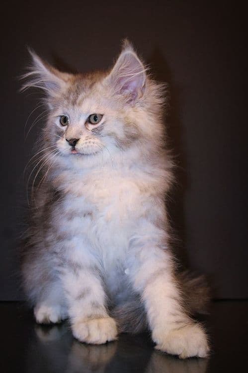 Мейн-кун котята серебро — 1