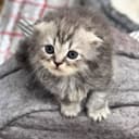 Котенок. мушук болалари породистый