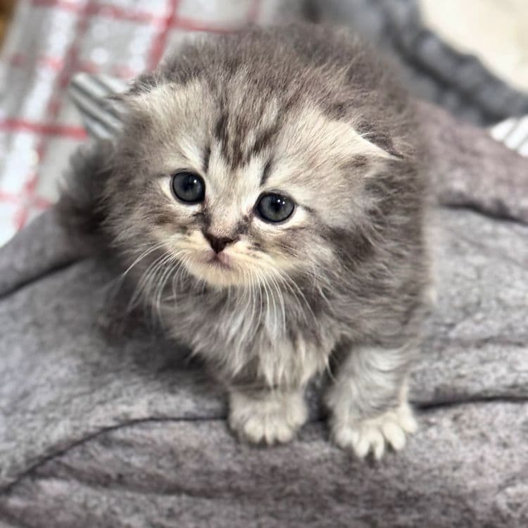 Котенок. мушук болалари породистый — 1