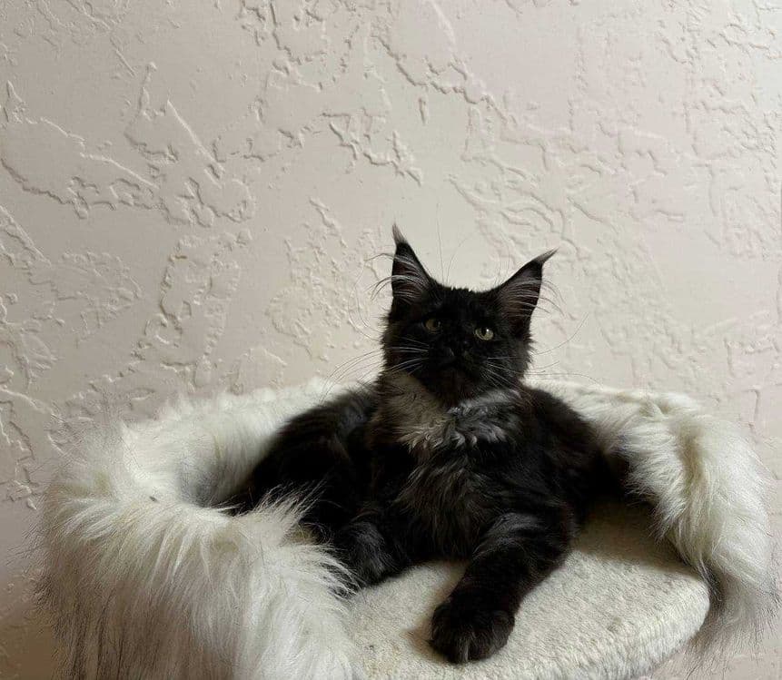 Продается кошечка породы мейнкун — 1