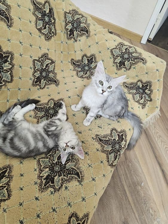 Продажа котят породы май-кун. — 1