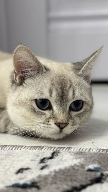 British Shorthair mushuk sotiladi — 1