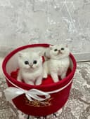Продаётся котята mushukchalar sotiladi