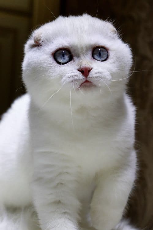 Продаётся Шотландский мальчик и девочка — 1