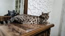 Bengal og'il, amerikansky qz, shinshila og'il