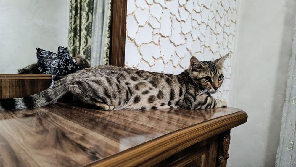 Bengal og'il, amerikansky qz, shinshila og'il — 1