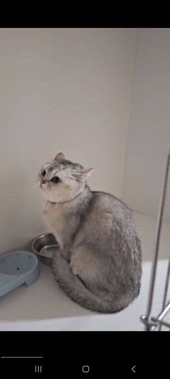 Мушук сотилади ,скотиш страйт — 1