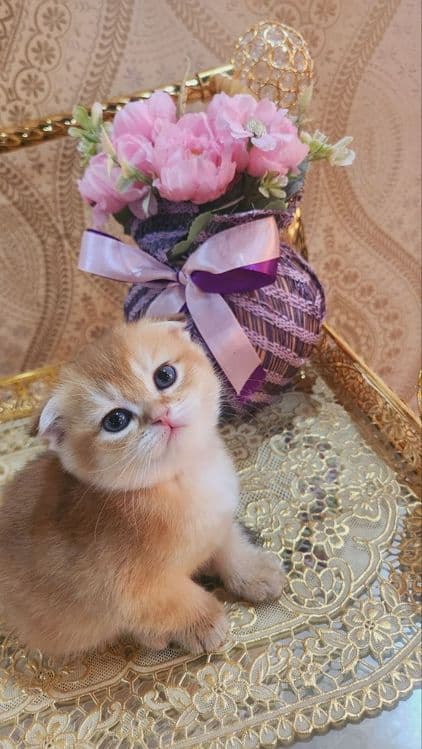 Котята скотиш фонд золотые шиншилы — 1