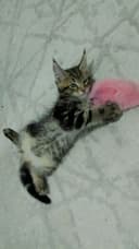 Amerkanskiy Maine Coon 250$