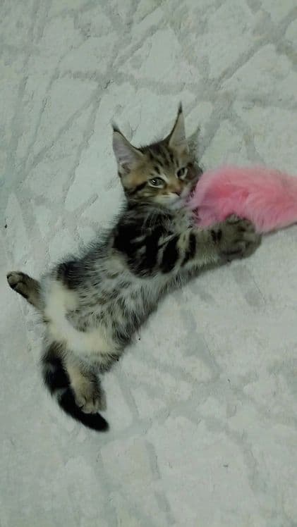 Amerkanskiy Maine Coon 250$ — 1