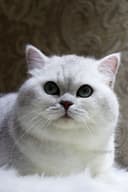 БРИТАНСКИЙ шиншилла!