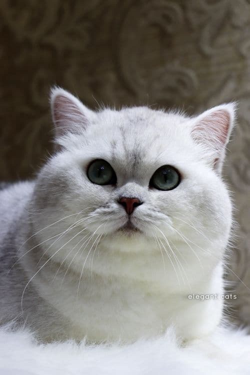 БРИТАНСКИЙ шиншилла! — 1