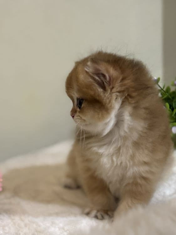 Продается котенок ny12 — 1