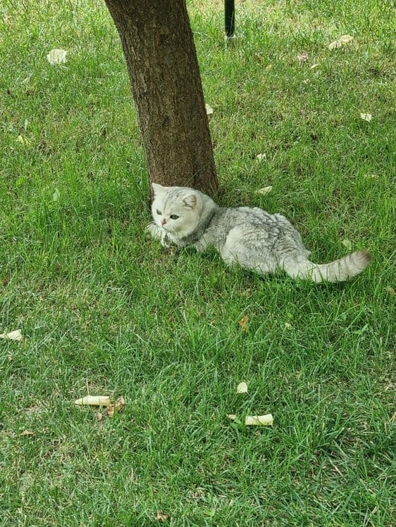 Britanskiy serebristiy shinshilla — 1
