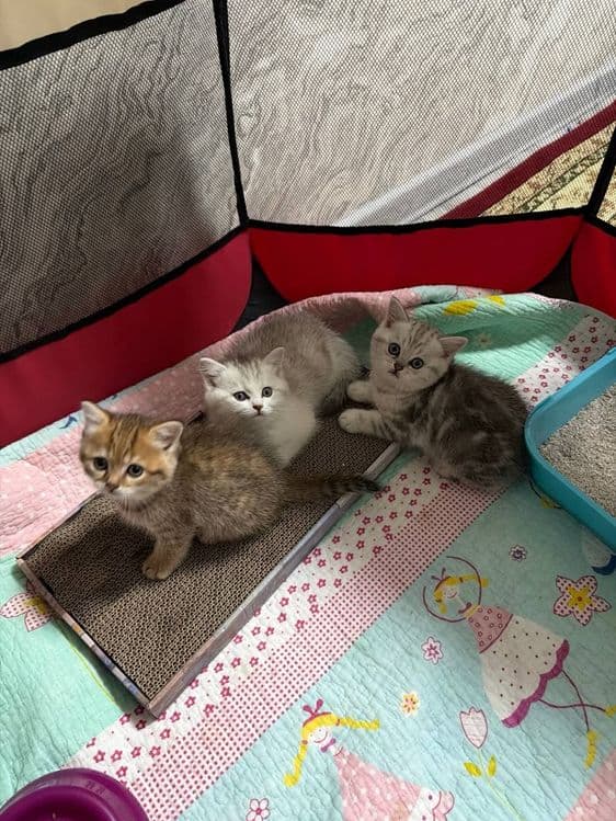 Mushuklar sotiladi zalatinsti serebrist shinshila onasi va bolari — 1