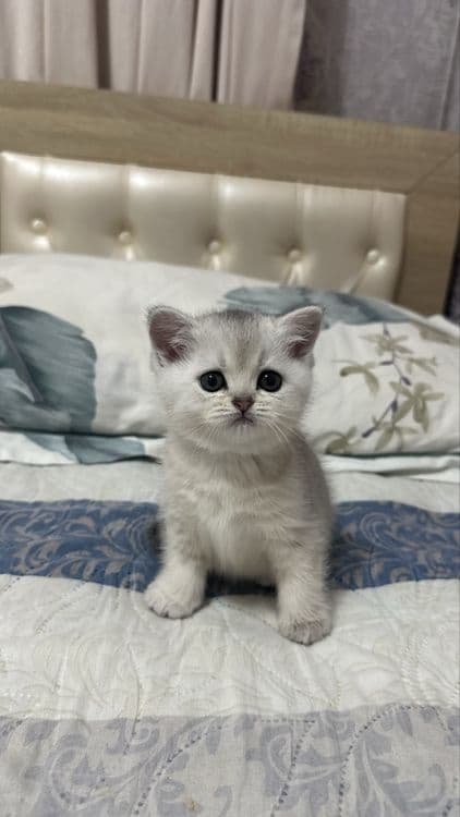 Котёнок серибристая шиншила 2 месяца девочка! — 1