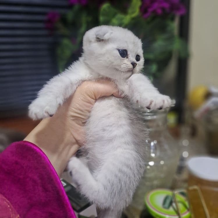 Продается котята — 1
