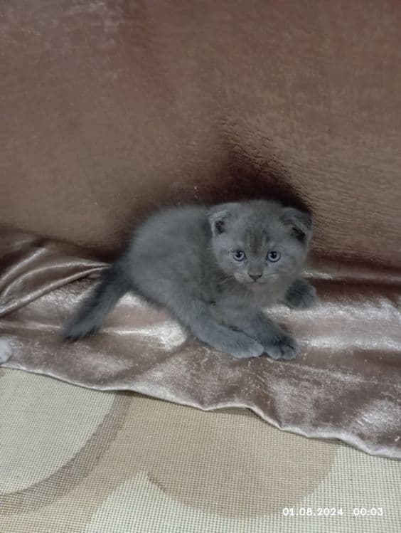 Срочно продам катят 1 мамаша 5 малыша — 1