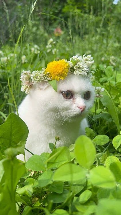 Шотландский вислоухий котик (Скоттиш-фолд), 8 месяцев. С документами — 1