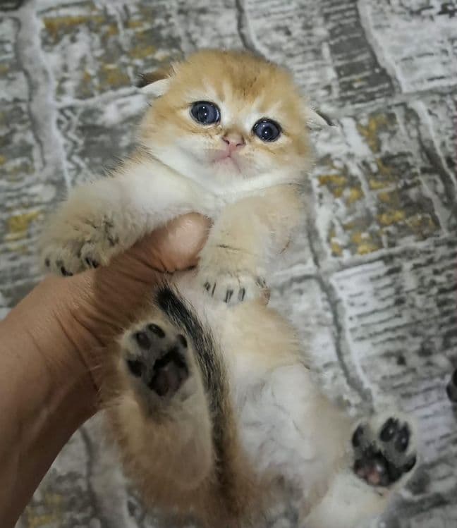 Котята от правильной вязки — 1