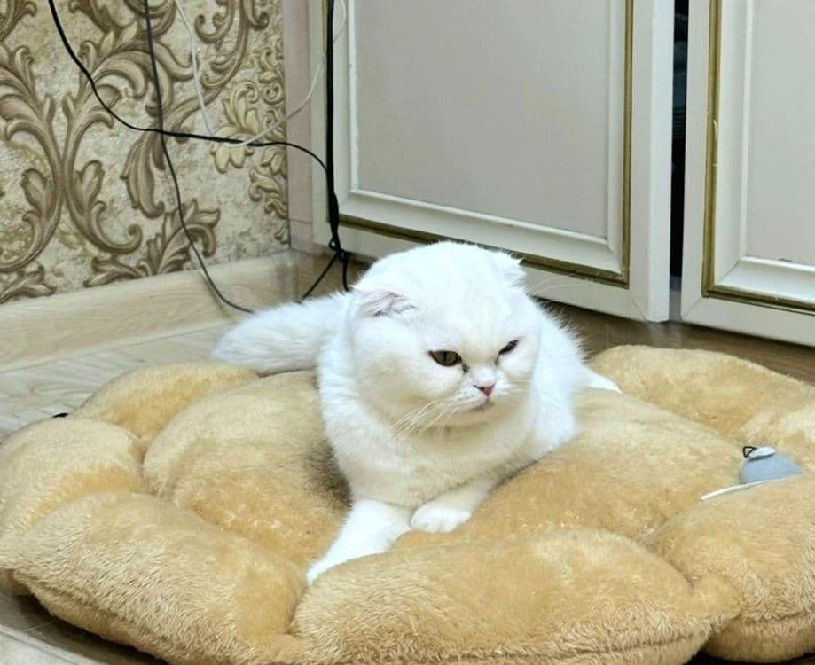 Продажа породистой привозной кошки . Умная — 1