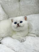 продажа котят породистый