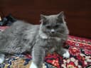 Манчкин и Скотш страйт