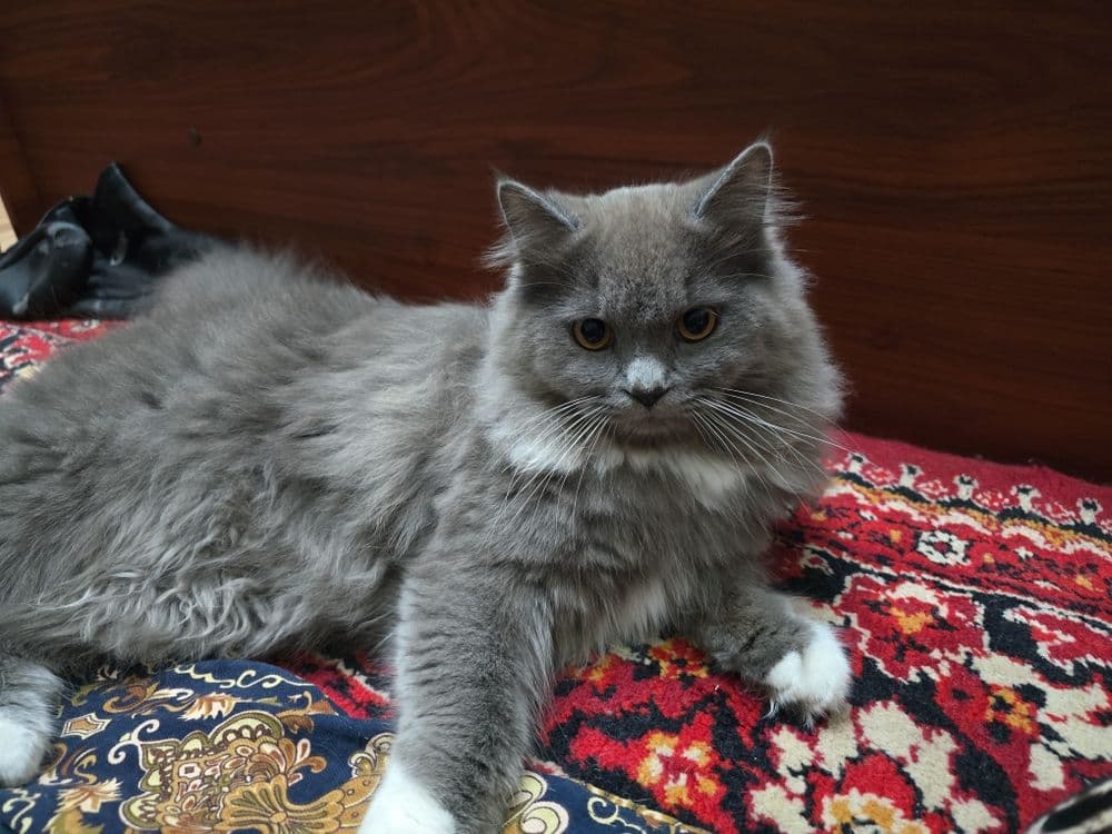 Манчкин и Скотш страйт — 1