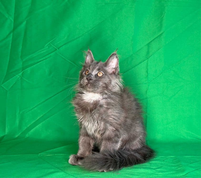Продаются чистопородные котята мейнкун. — 1
