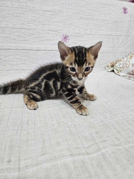 Бронируйте бенгальских котят. Возраст 1 месяц. — 1