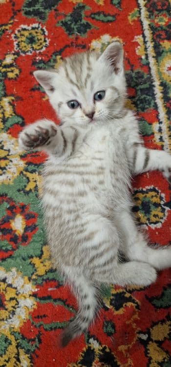 Продаётся котёнок, британская короткошерстная — 1