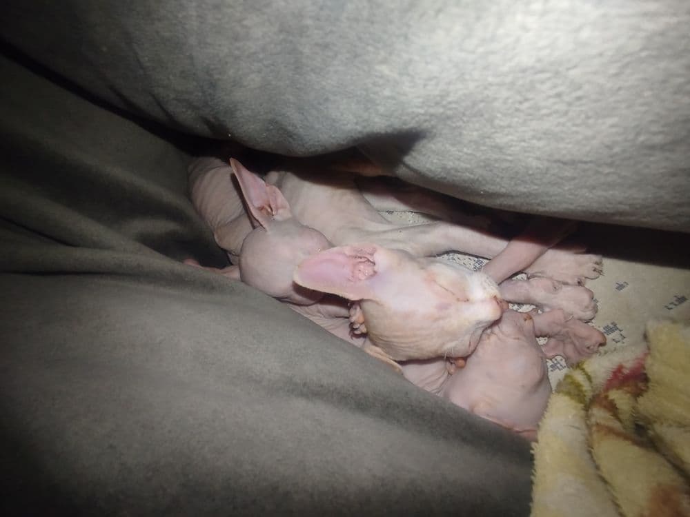 Продаю котят пародистых сфинксов — 1