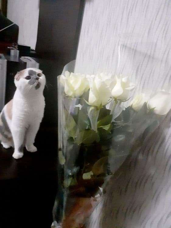 Мушу сотлади хомладор — 1
