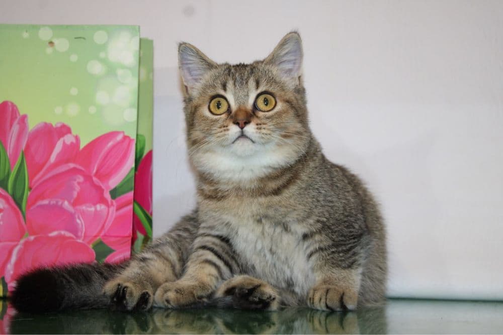 Продаются котята — 1