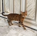 Bengal mushuk. ...