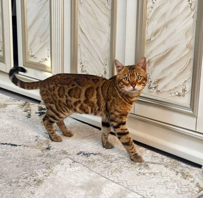 Bengal mushuk. ... — 1