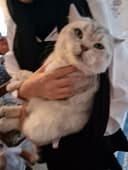 Кот серебристый шиншилла