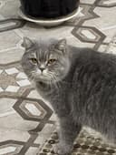 Продаётся серый British Shorthair