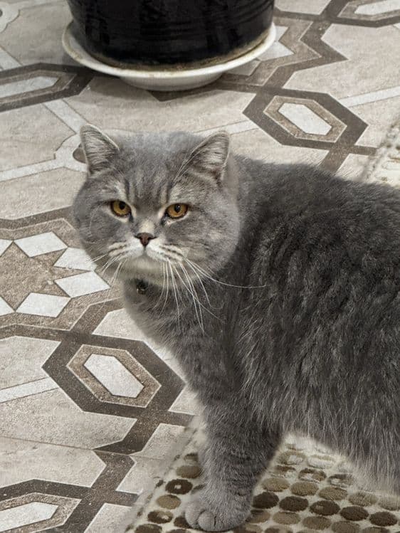 Продаётся серый British Shorthair — 1