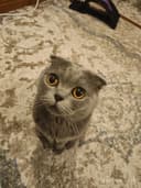Британский Скоттиш фолд