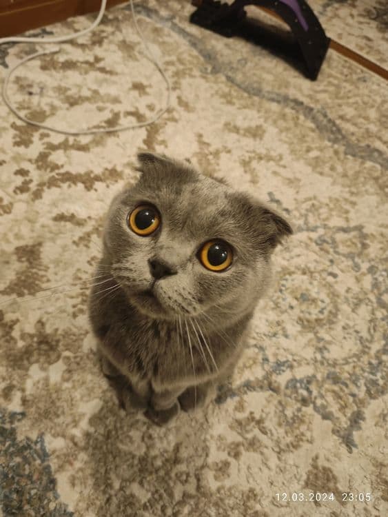 Британский Скоттиш фолд — 1