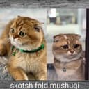 Mushuk sotiladi skotsh fold mushugi top-toza paroda dastafka ham bor
