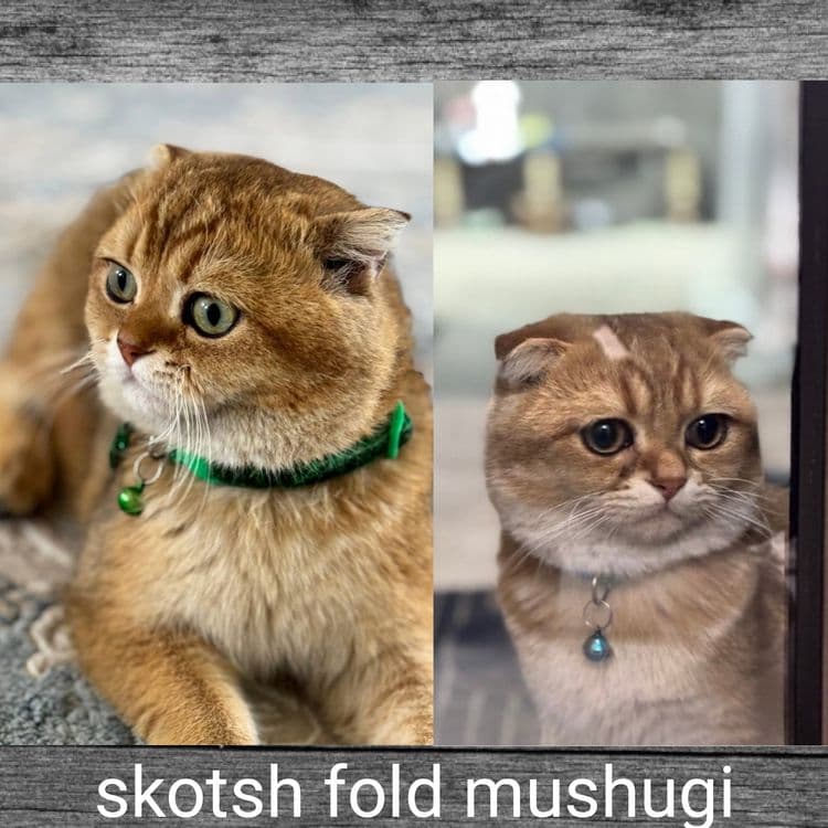Mushuk sotiladi skotsh fold mushugi top-toza paroda dastafka ham bor — 1