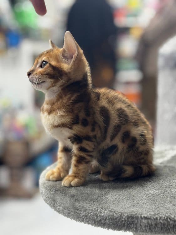 Продаётся чистокровный бенгальский котёнок — 1