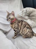 Срочно продаётся кошка Бенгальской породы.