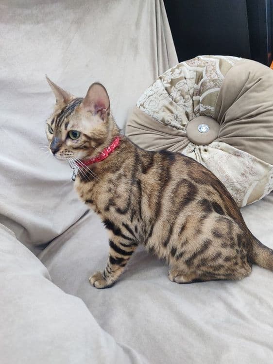 Срочно продаётся кошка Бенгальской породы. — 1