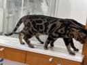 Элитные бенгальские котята!