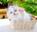 Регдоллы самые лучшые